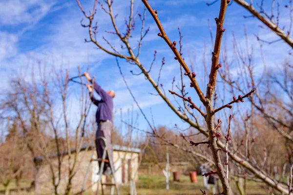 Agricoltore Sta Potando Rami Alberi Frutto Nel Frutteto Utilizzando Tosatrici — Foto Stock