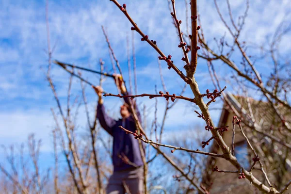 Agricultor Está Podando Ramas Árboles Frutales Huerto Usando Loppers Principios — Foto de Stock