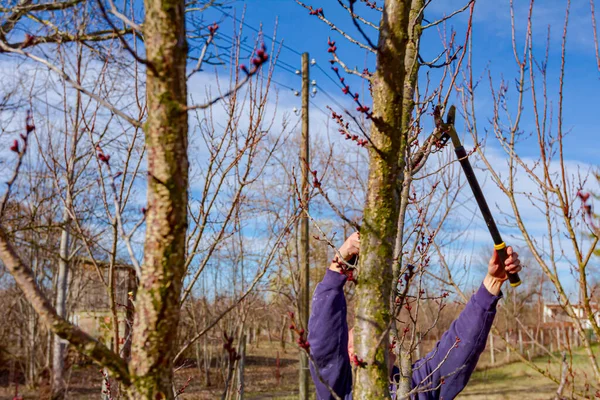 Anciano Agricultor Jardinero Poda Ramas Árboles Frutales Utilizando Largos Cortarramas — Foto de Stock