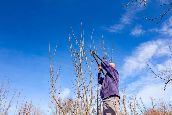 Agricultor Está Podando Ramos Árvores Fruto Pomar Usando Loppers Início — Fotografia de Stock