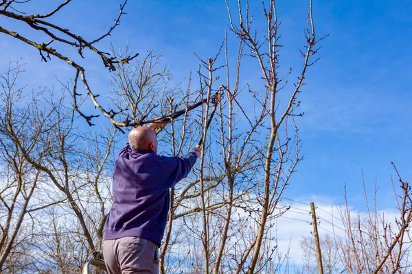 Idős Gazda Kertész Gyümölcsfák Ágait Metszi Hosszú Ágakat Használ Gyümölcsösben — Stock Fotó