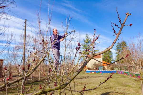 Agricultor Está Podando Ramas Árboles Frutales Huerto Usando Loppers Principios —  Fotos de Stock