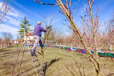 Çiftçi meyve bahçesindeki meyve dallarını buduyor. Baharın erken saatlerinde merdiven kullanarak kesiciler kullanıyor..