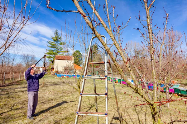 Idős Gazda Kertész Gyümölcsfák Ágait Metszi Hosszú Ágakat Használ Gyümölcsösben — Stock Fotó