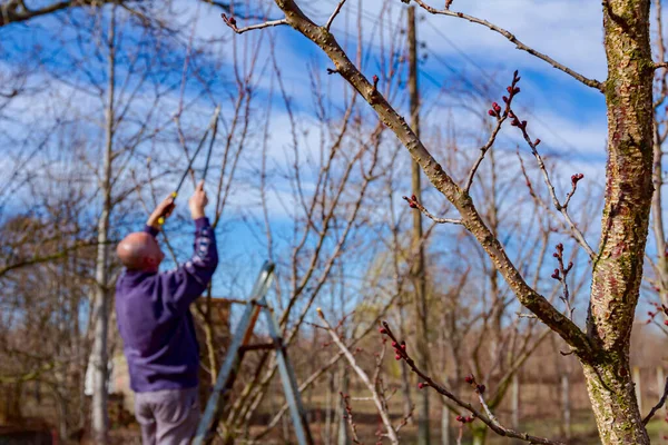 Agricultor Está Podando Ramas Árboles Frutales Huerto Usando Loppers Principios —  Fotos de Stock