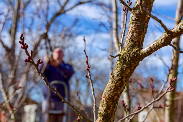 농부들은 봄날에 사다리를 사용하여 과수원에 과일나무 가지를 가지치기하고 — 스톡 사진