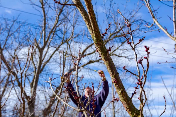나이가 원예가는 봄철에 과수원에서 장작을 사용하여 과일나무 가지를 가지치기하고 — 스톡 사진
