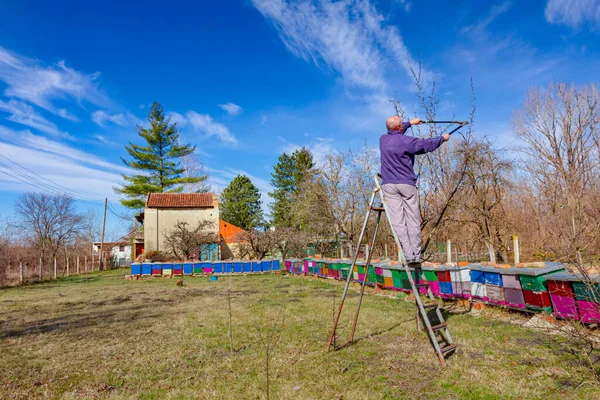 Agricoltore Sta Potando Rami Alberi Frutto Nel Frutteto Utilizzando Tosatrici — Foto Stock