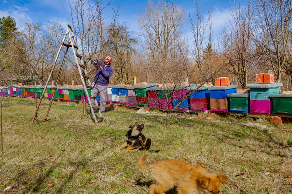 Agricoltore Anziano Giardiniere Sta Potando Rami Alberi Frutto Utilizzando Lunghe — Foto Stock