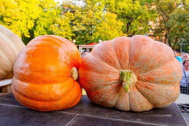 Geleneksel tatil yarışmasında dev balkabakları sahnede sergileniyor. Sırbistan 'ın Voyvodina kentinde Balkabağı Günleri.