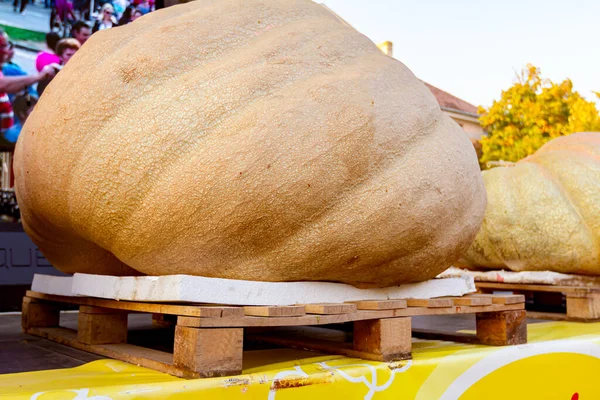 Las Calabazas Gigantes Exhiben Escenario Competencia Tradicional Navideña Días Calabaza — Foto de Stock