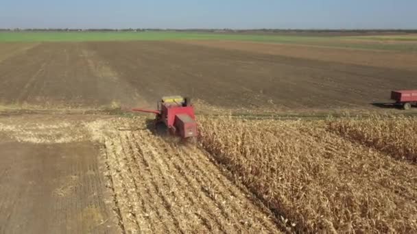 畑で成熟したトウモロコシの収穫としての農業用収穫機上の空中ビュー ドリー軌道移動 — ストック動画