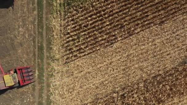Powyżej Góry Widok Kombajnu Rolniczego Jako Cięcia Zbioru Dojrzałej Kukurydzy — Wideo stockowe