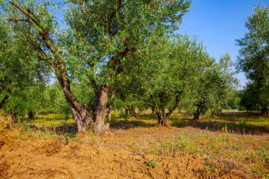 Çiftlikteki yeşil zeytin ağaçlarının gölgelerine bak..
