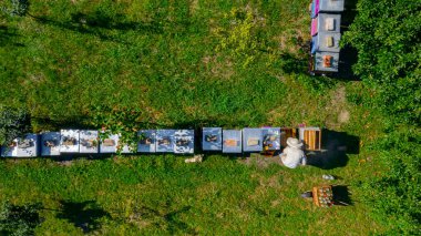 Yukarıdan bakıldığında, arı yetiştiricisi çizgi halinde, ahşap renkli arı kovanlarında, sıra sıra dizilmiş arı kolonilerinde durumu kontrol ediyor.. 