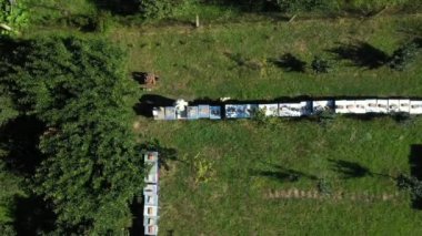 Yukarıdan bakıldığında, arı yetiştiricisi çizgi halinde, ahşap renkli arı kovanlarında, sıra sıra dizilmiş arı kolonilerinde durumu kontrol ediyor.. 