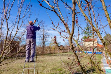 Çiftçi meyve bahçesindeki meyve dallarını buduyor. Baharın erken saatlerinde merdiven kullanarak kesiciler kullanıyor..