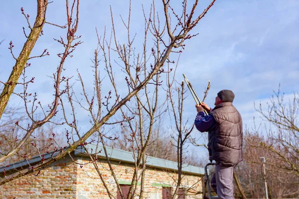 Farmář Prořezává Větve Ovocných Stromů Sadu Pomocí Odřezků Začátku Jara — Stock fotografie