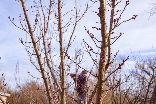 농부들은 봄날에 사다리를 사용하여 과수원에 과일나무 가지를 가지치기하고 — 스톡 사진