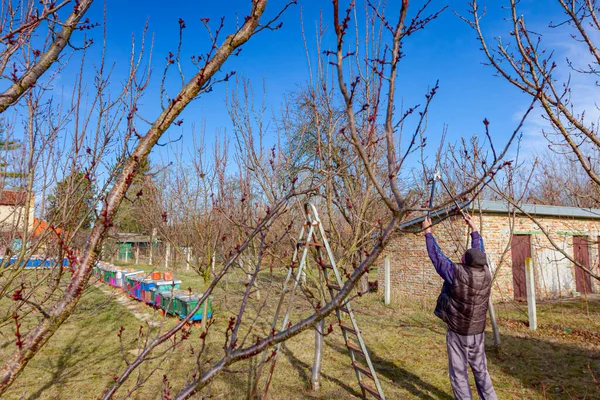 年事已高的农民 园丁正在修剪果树的枝条 在早春的果园里 靠近蜂群 蚜虫群 — 图库照片