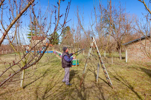 Idős Gazda Kertész Gyümölcsfák Ágait Metszi Hosszú Ágakat Használ Gyümölcsösben — Stock Fotó