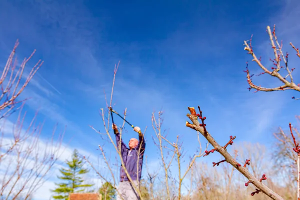 Anciano Agricultor Jardinero Poda Ramas Árboles Frutales Utilizando Largos Cortarramas — Foto de Stock