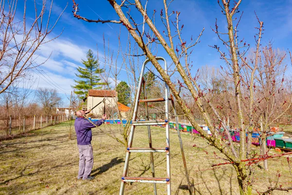 Idős Gazda Kertész Gyümölcsfák Ágait Metszi Hosszú Ágakat Használ Gyümölcsösben — Stock Fotó