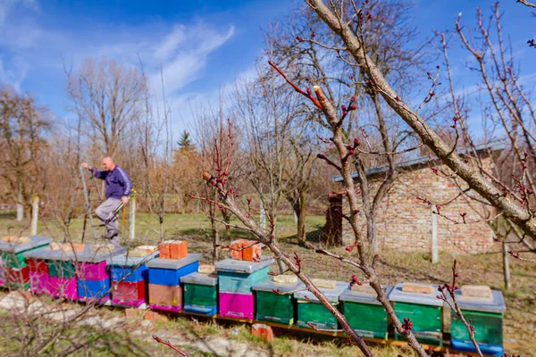 Idős Gazda Kertész Gyümölcsfák Ágait Metszi Hosszú Ágakat Használ Gyümölcsösben — Stock Fotó