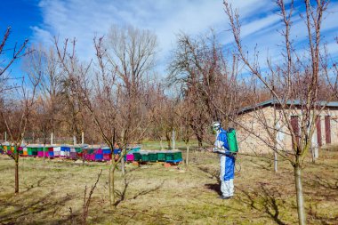 Koruyucu giysiler ve gaz maskeli çiftçi meyve bahçesindeki meyve ağaçlarının uzun spreylerini kullanarak onları mantar hastalıklarından veya parazitlerden korur..