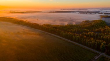 Güneş doğarken sis ve asfalt yolu ile birlikte orman ağaçlarının arasından geçen etkin trafik manzaralı bitki örtüsü üzerinde hava manzarası. Ufukta gün doğumu.