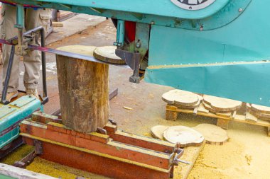 Marangozluk işçisi, atölye büyük sanayi bandı testeresi kullanarak kütüğü yuvarlak halka tahtalarına kesiyor..