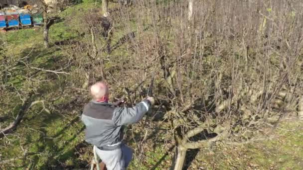 Bahçıvan Bahçıvan Yaşlı Çiftçiye Tepede Meyve Ağaçlarının Budanmış Dalları Gibi — Stok video