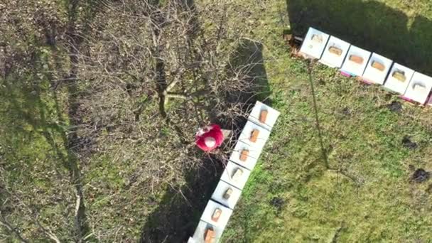 Dolly Moving Shot Top View Elderly Farmer Gardener Pruning Branches — Video Stock