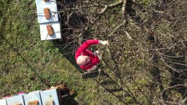 Dolly Circling Moving Shot Top View Elderly Farer Gardener Pruning — Stok Video