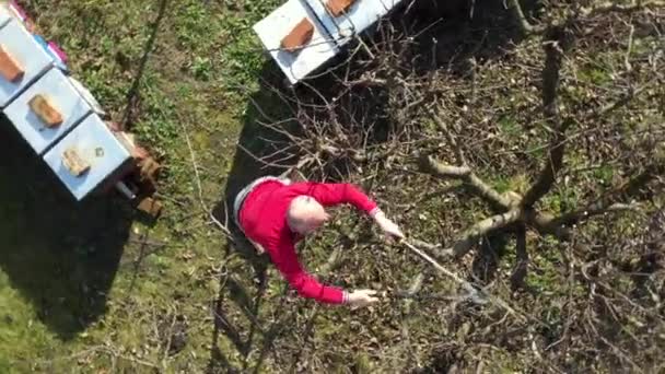 Dolly Circling Moving Shot Top View Elderly Farmer Gardener Pruning — Video Stock
