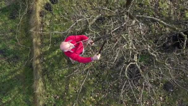 Top View Elderly Farmer Gardener Pruning Branches Fruit Trees Using — Stock Video