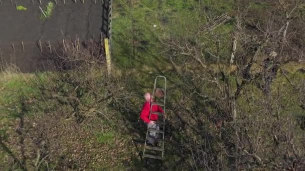 作为园艺师 园艺师在上图的上方 是在早春的果园里 为修剪果树枝条而移动长梯子的最佳位置 — 图库视频影像
