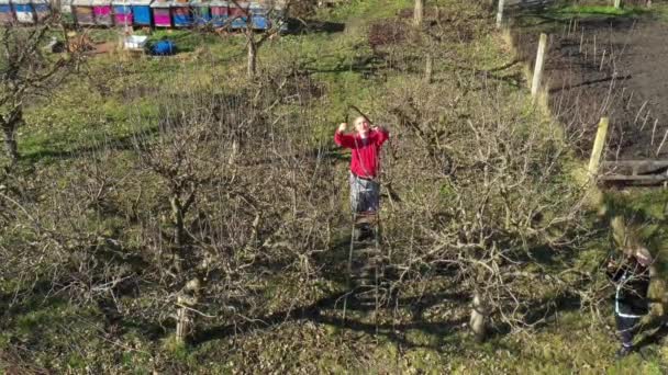 Top View Seniors Man Woman Pruning Branches Fruit Trees Orchard — Video Stock