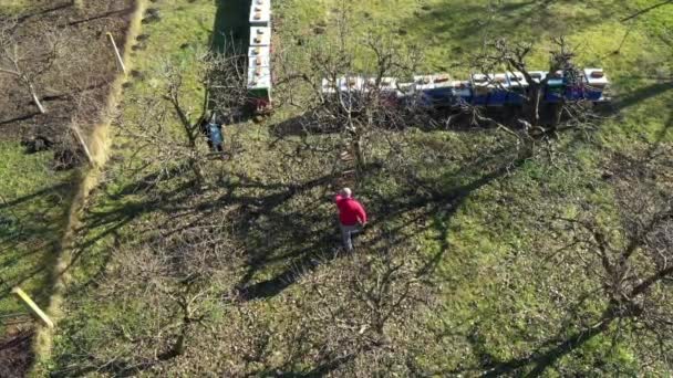 Вид Зверху Літніх Фермерів Садівник Переміщення Довгих Сходів Кращого Розташування — стокове відео