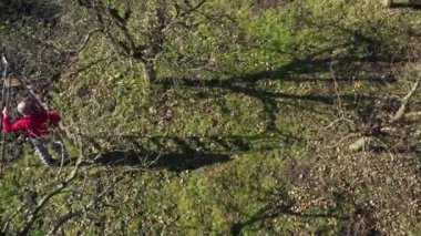 Bahçıvan, bahçıvan, yaşlı çiftçinin üst manzarasında bahçıvanlık, baharın erken saatlerinde meyve ağaçlarının meyve bahçesindeki budama dalalarını kullanarak daha iyi bir konuma getirmek için uzun merdivenleri hareket ettirir..