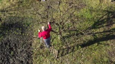 Dolly, bahçıvan yaşlı çiftçiye, bahçıvanın meyve ağaçlarının dallarını budamak için baharın ilk zamanlarında meyve bahçesinde uzun kesiciler kullanarak üst görüşün üzerinde daireler çiziyor..