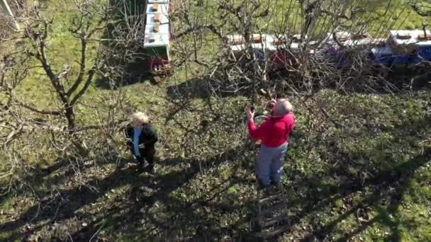 Dessus Vue Sur Les Aînés Homme Femme Élaguent Des Branches — Video