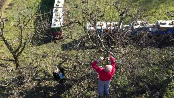 Bovenaanzicht Senioren Man Vrouw Zijn Snoeitakken Van Fruitbomen Boomgaard Met — Stockvideo
