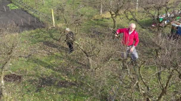 Ovanför Vyn Seniorer Män Och Kvinnor Beskärning Grenar Fruktträd Fruktträdgården — Stockvideo