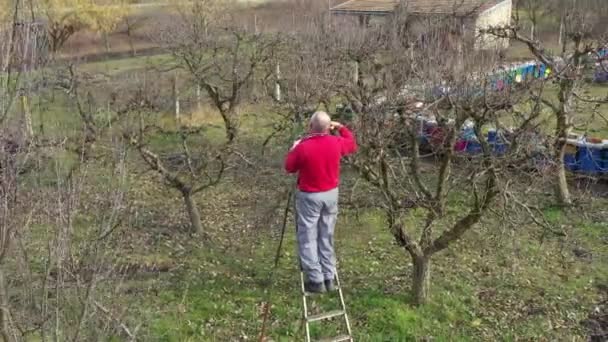 Felső Nézet Nyugdíjasok Férfi Metszés Ágak Gyümölcsfák Gyümölcsöskert Segítségével Lopók — Stock videók