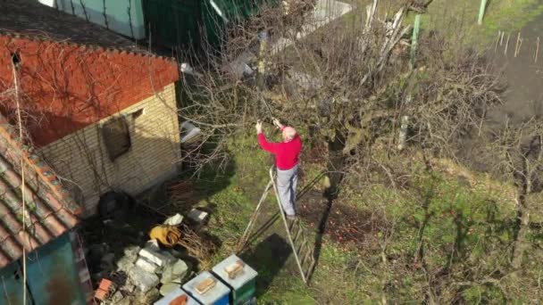 Bahçıvan Bahçıvan Yaşlı Çiftçiye Tepede Meyve Ağaçlarının Budanmış Dalları Gibi — Stok video