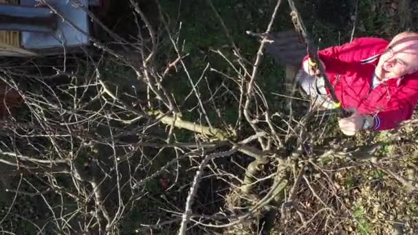 Bovenaanzicht Oudere Boer Tuinman Als Snoeitak Van Fruitbomen Met Lange — Stockvideo