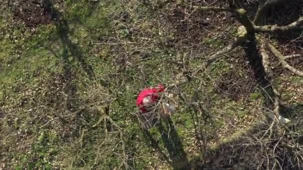 Luftaufnahme Eines Gärtners Der Seine Leitern Zum Schnitt Von Obstbäumen — Stockvideo