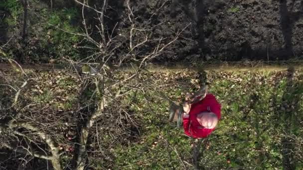 Vista Aérea Del Jardinero Que Está Cortando Ramas Podando Árboles — Vídeos de Stock