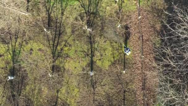 Atas Pandangan Atas Tukang Kebun Menggunakan Mesin Semprot Modern Dengan — Stok Video